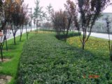 2008社會(huì)精品工程之通朝大街景觀工程