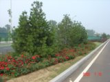 2008社會(huì)精品工程之北京房山區(qū)白楊東路綠化