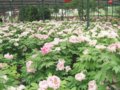 河南：洛陽(yáng)牡丹花會(huì) 花開(kāi)花落皆隨人愿（圖）