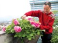 “牡丹癡迷者”武貴明:畢生研究栽培牡丹技術
