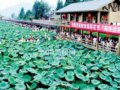西昌市高枧首屆“荷花節(jié)”開(kāi)幕（組圖）