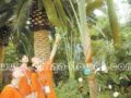 廣州將辦棕櫚行業(yè)發(fā)展研討會(huì)