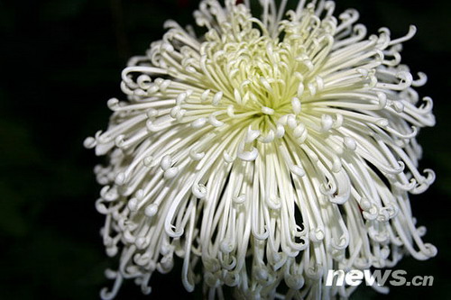 菊花品種——玉樓人醉