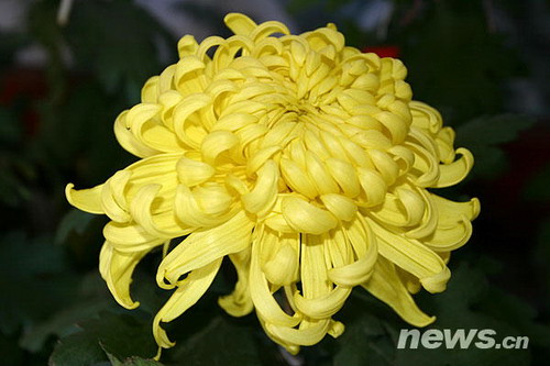 菊花品種——越山芽文