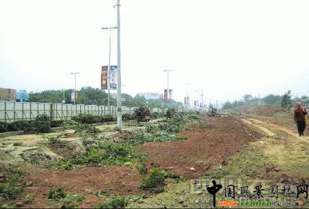 成都:上千行道樹一夜消失 施工方未報批已違規(圖)
