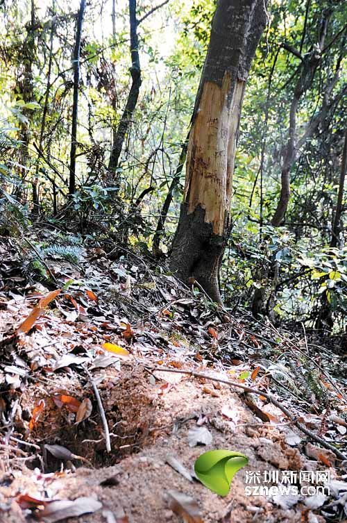 梧桐山景區有人毀林開果園 上百年樟樹被砍