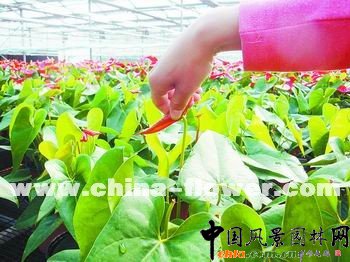 紅掌打花有訣竅(圖)