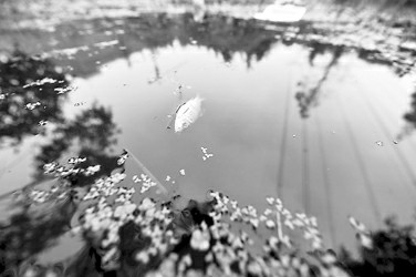死魚漂浮