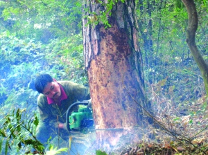 上饒：蟲害威脅云碧峰森林公園松林 林業廳批準砍伐