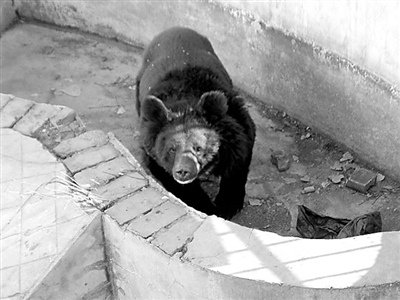 飼養(yǎng)員被黑熊咬死續(xù)：動物園停業(yè)整頓