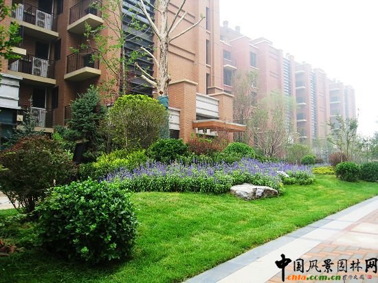 園區主路一角（自然式種植群落）