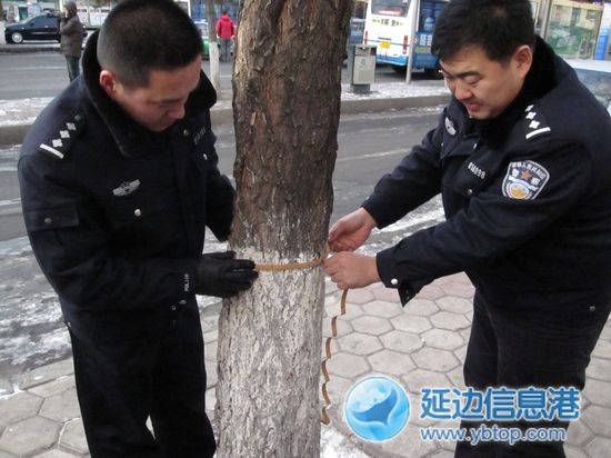 民警測量被鋸行道樹數據