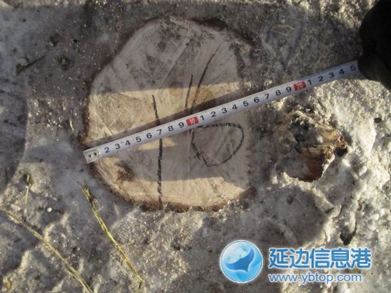 被齊根鋸倒的行道樹