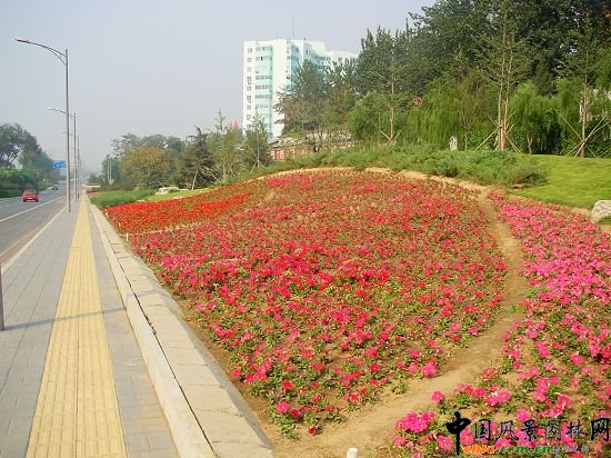 五環(huán)東輔路花卉種植突出山野氣氛