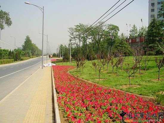 五環(huán)東輔路綠地色流線型種植的花卉與人行道
