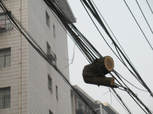 蘭州：鋸樹不清理 樹干懸在路上空