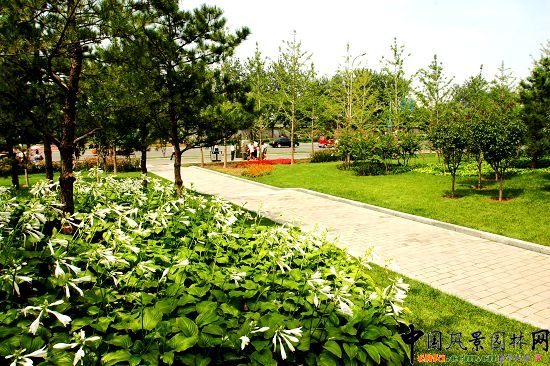 路旁花卉