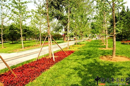 園內路旁花卉景觀