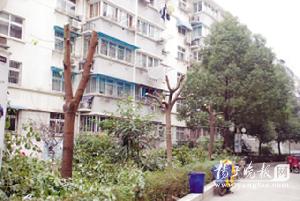 江蘇：小區20多棵香樟樹被砍頭 居民認為樹擋住采光