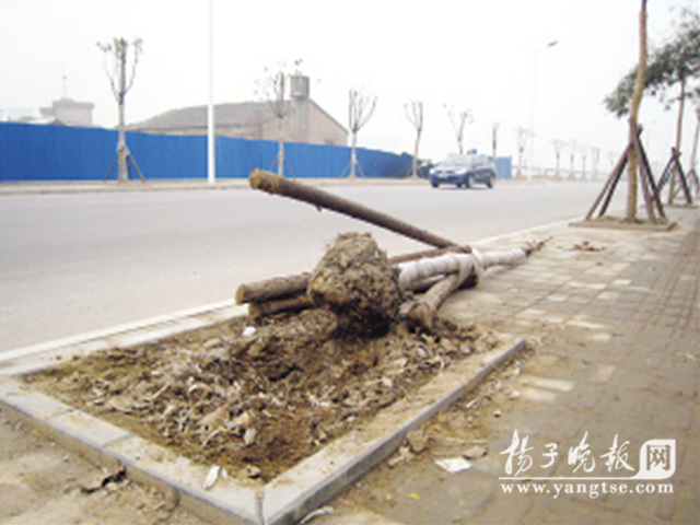 揚(yáng)州：剛栽好的樹一碰就倒 市民：栽樹的太不負(fù)責(zé)