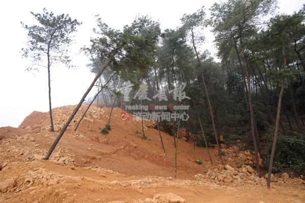 12月30日，南山一正在準備修建特殊學校的工地，施工方野蠻施工，堆積的棄土將周圍的樹木“活埋”。...jpg