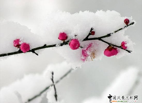踏雪尋梅 梅花風景圖片總集賞析(組圖)