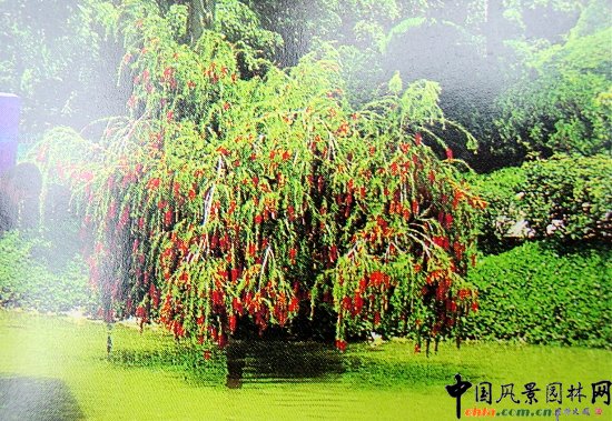 串線柳實(shí)景