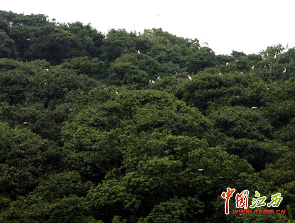 林遠(yuǎn)泉：鄱陽湖畔書寫28年綠色傳奇