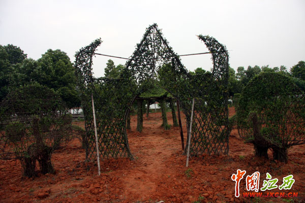 林遠(yuǎn)泉：鄱陽湖畔書寫28年綠色傳奇