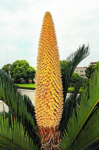 K̫}(cng)һF_(ki)_(d)82 @@