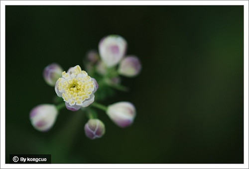 24.毛茛科唐松草屬瓣蕊唐松草4