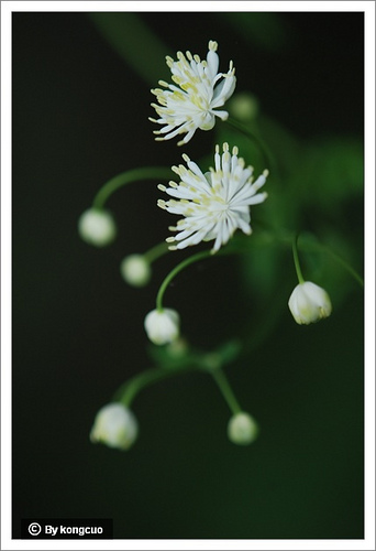 24.毛茛科唐松草屬瓣蕊唐松草3