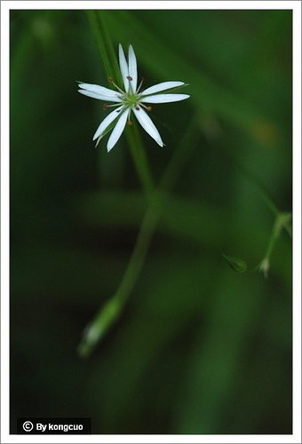 27.石竹科繁縷屬沼繁縷