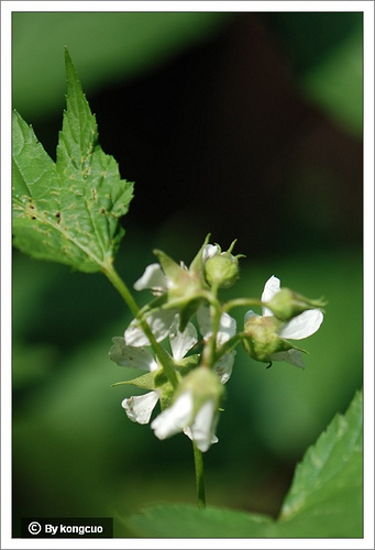 28.薔薇科懸鉤子屬山楂葉懸鉤子 