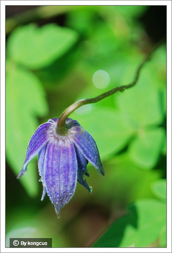 26.毛茛科鐵線蓮屬長瓣鐵線蓮2