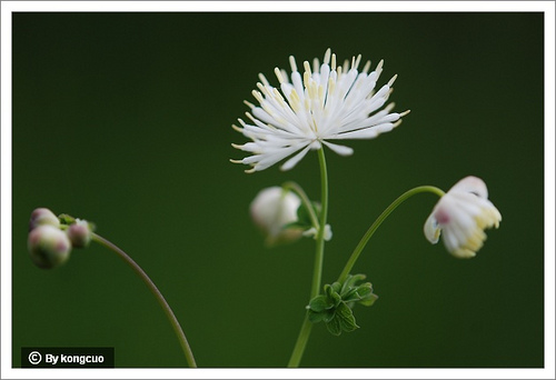 24.毛茛科唐松草屬瓣蕊唐松草1