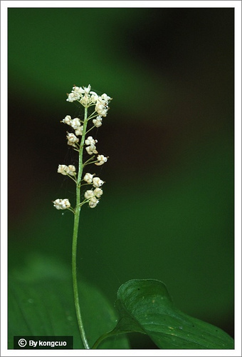 25.百合科舞鶴草屬舞鶴草