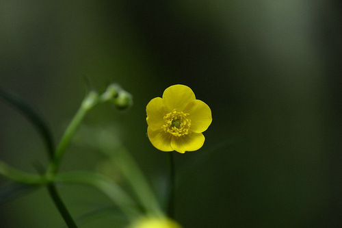 33.毛茛科毛茛屬毛茛（炸魚攝）