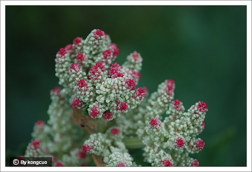34.蓼科大黃屬華北大黃