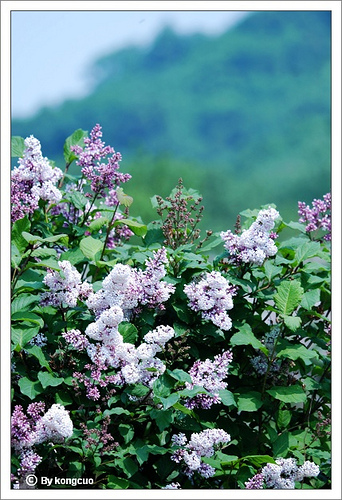 31.木犀科丁香屬毛葉丁香1