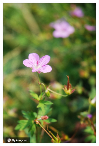 30.?牛兒苗科老鶴草屬粗根老鶴草