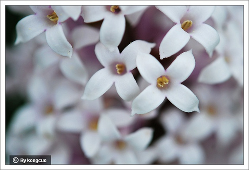 31.木犀科丁香屬毛葉丁香4