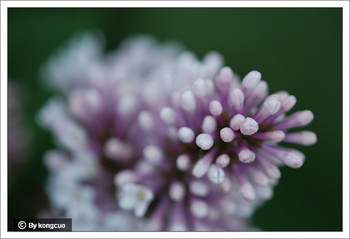 31.木犀科丁香屬毛葉丁香2