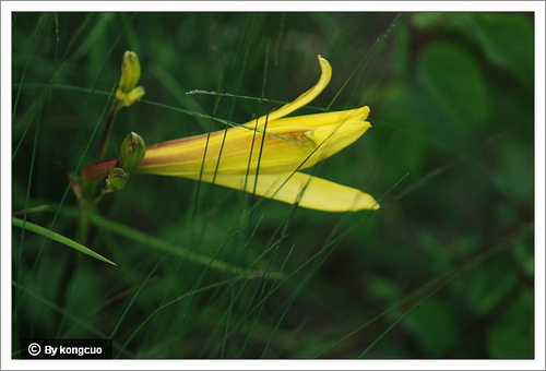 39.百合科萱草屬小黃花菜