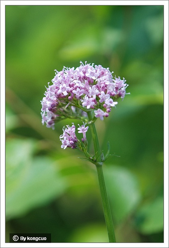 32.敗醬科纈草屬纈草2