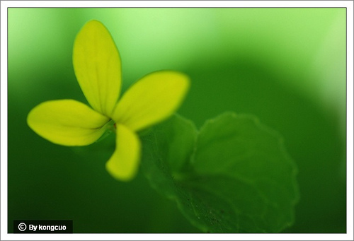 43.堇菜科堇菜屬雙花黃堇菜2