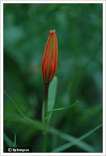 45.百合科百合屬有斑百合1