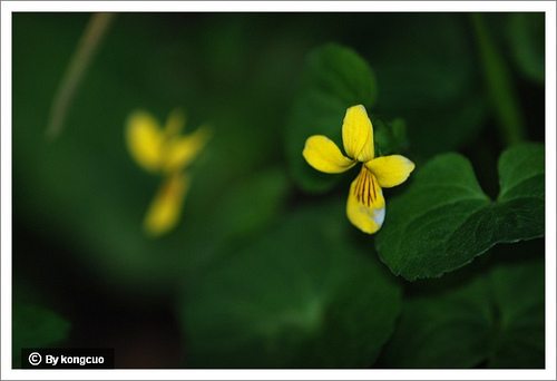 43.堇菜科堇菜屬雙花黃堇菜1