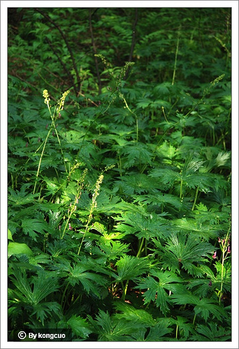 58.毛茛科烏頭屬高烏頭2