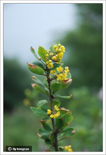 50.小檗科小檗屬黃蘆木(大葉小檗)